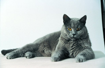  Royal Canin Oesterreich