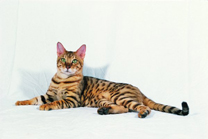  Royal Canin Oesterreich