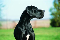  Royal Canin Oesterreich