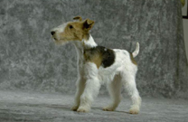  Royal Canin Oesterreich