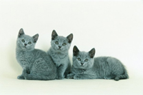  Royal Canin Oesterreich
