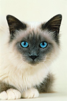  Royal Canin Oesterreich