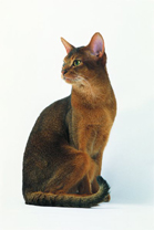  Royal Canin Oesterreich